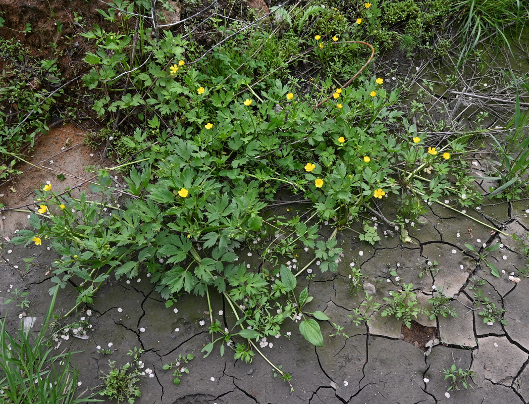 Image of Ranunculus repens specimen.