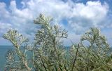 Artemisia marschalliana