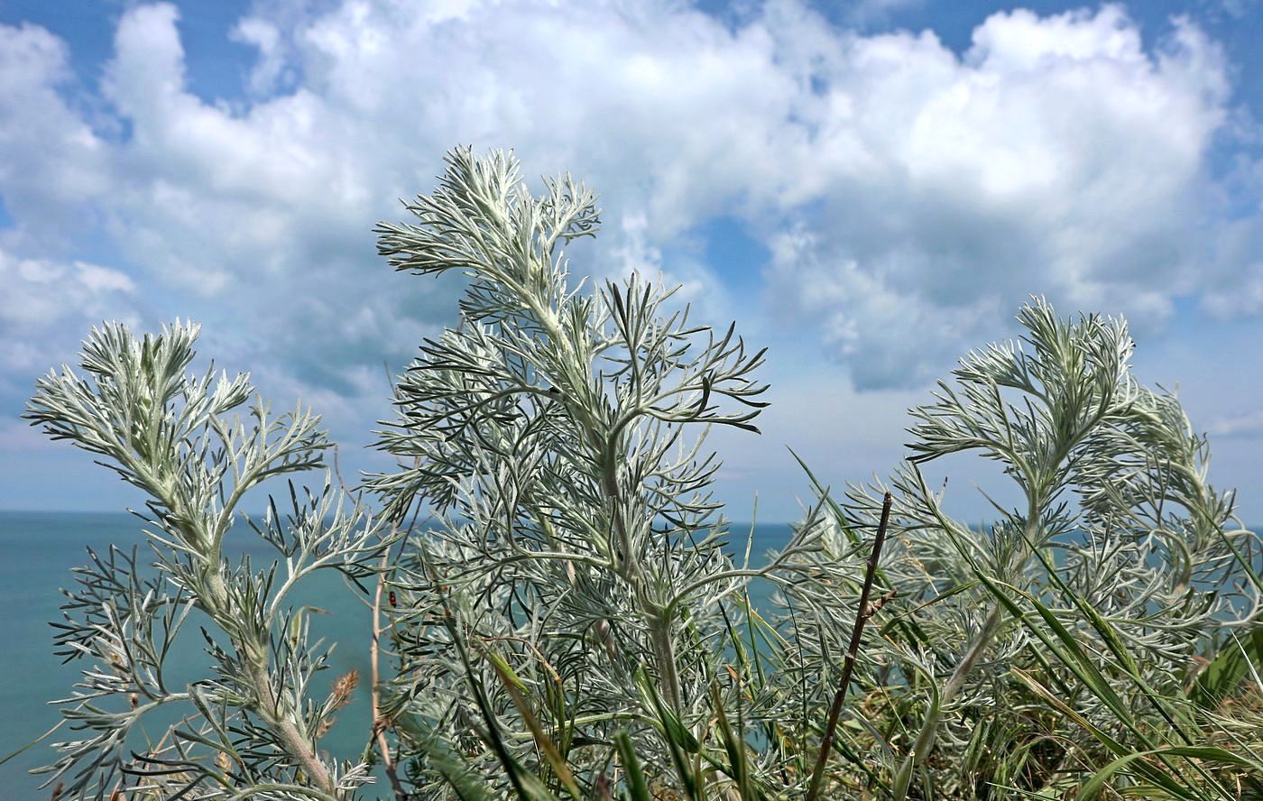 Image of Artemisia marschalliana specimen.