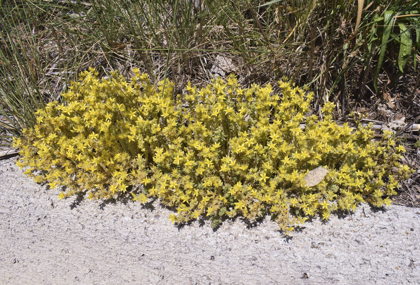 Image of Sedum acre specimen.