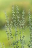 Silene borysthenica. Верхушки побегов с отцветшими соцветиями. Ростовская обл., Красносулинский р-н, дол. р. Кундрючья, каменистая степь. 17.05.2026.