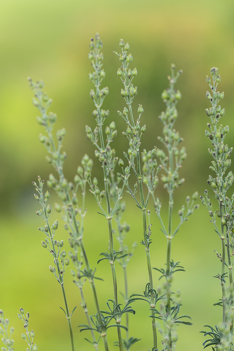 Изображение особи Silene borysthenica.