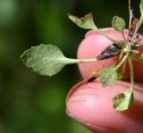 Androsace filiformis. Листья извлечённого из грунта растения (вид на абаксиальную поверхность). Тульская обл., Заокский р-н, Бутиково, лесная дорога. 28.06.2026.