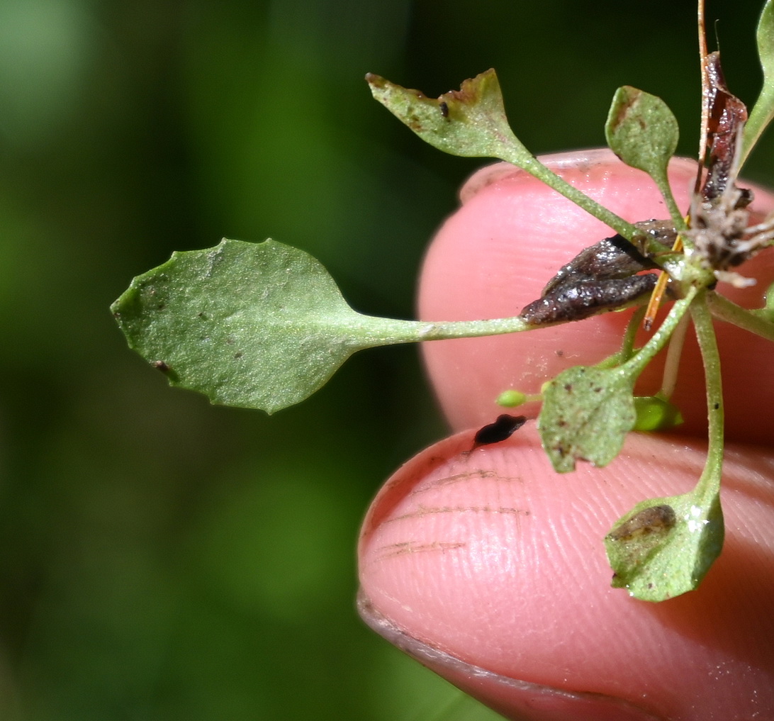 Изображение особи Androsace filiformis.