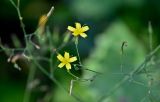 Mycelis muralis
