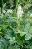 Sanguisorba stipulata
