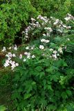 Anemone vitifolia