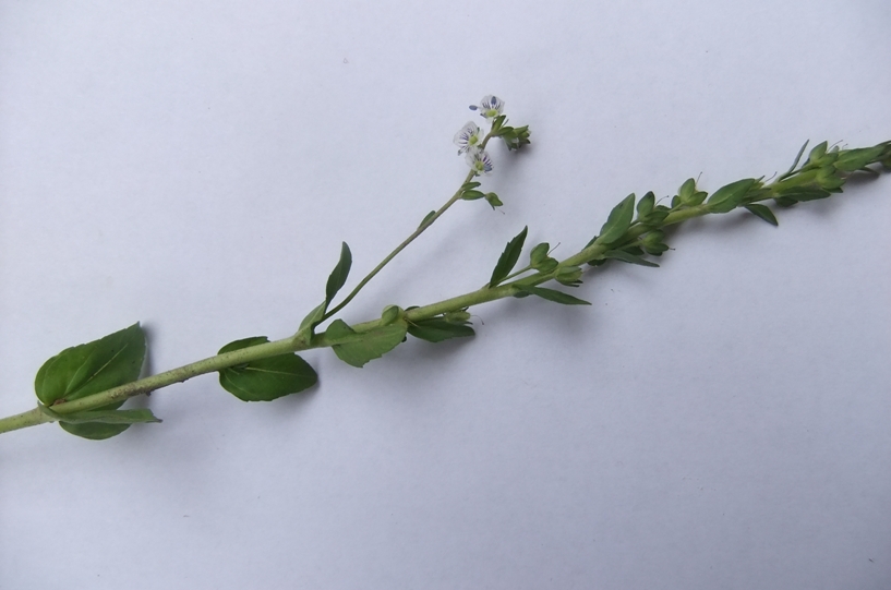 Image of Veronica serpyllifolia specimen.