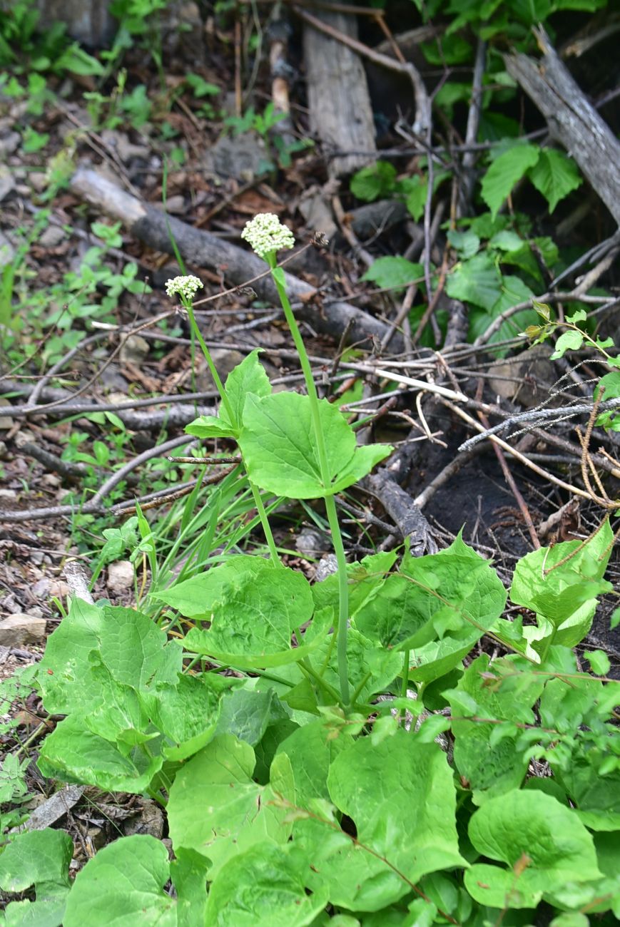 Image of Valeriana alliariifolia specimen.