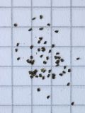 Image of taxon representative. Author is Дмитрий Орешкин
