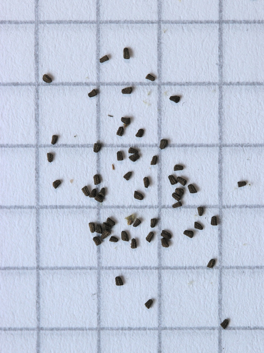 Image of genus Verbascum specimen.