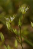 Minuartia pseudohybrida