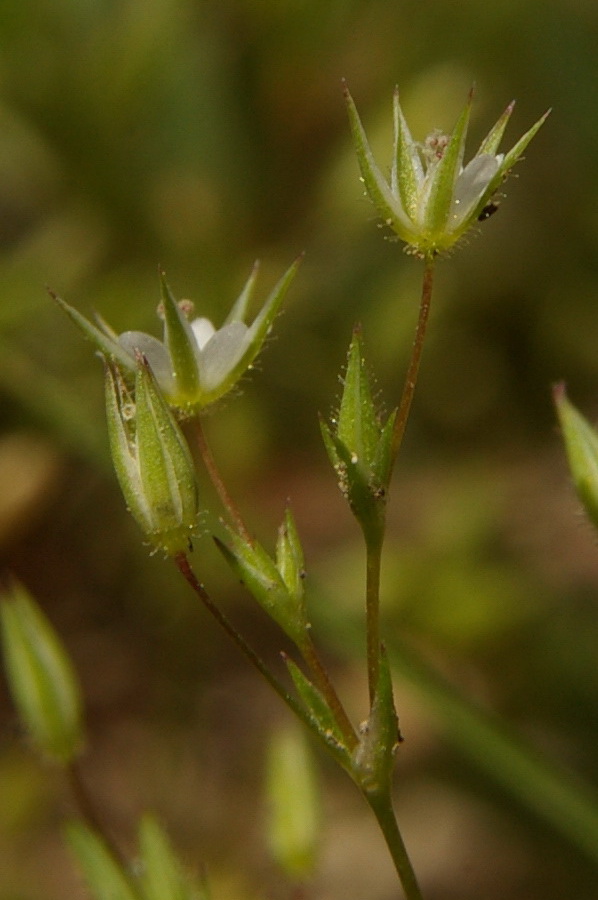 Image of Minuartia pseudohybrida specimen.