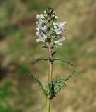 род Pedicularis. Верхняя часть побега с соцветием. Казахстан, Южно-Казахстанская обл., Угамский хр., северные склоны ущелья р. Сазаната. 04.05.2011.