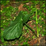 Arum cylindraceum. Растение с распускающимся листом. Чешская республика, Южная Моравия, национальный природный резерват Děvín-Kotel-Soutěska. 02.05.2008.