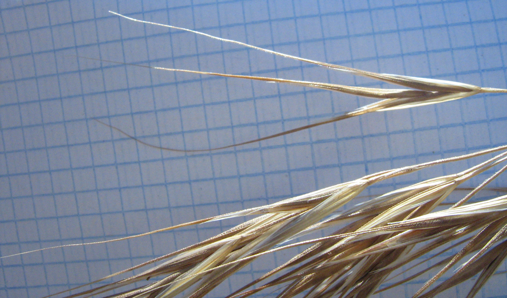 Image of Anisantha diandra specimen.