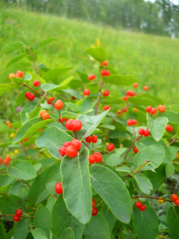 Изображение особи Lonicera tatarica.