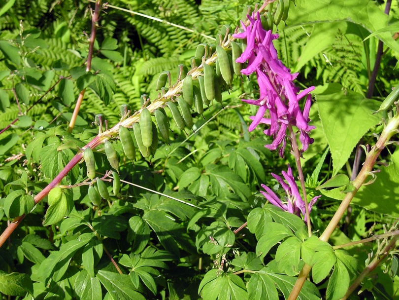 Image of Corydalis macrantha specimen.