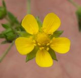 Potentilla intermedia