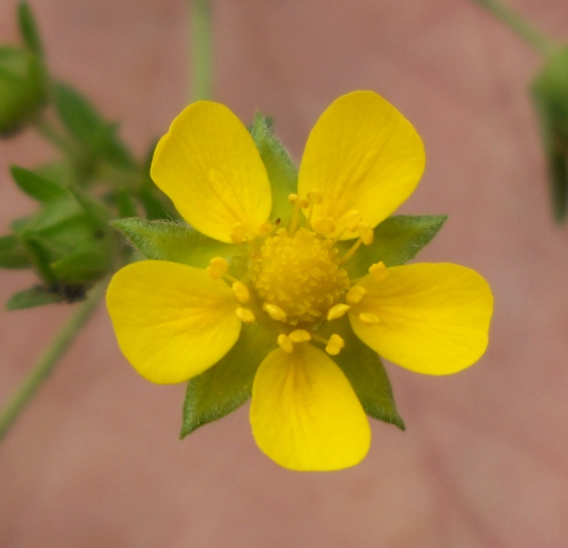 Image of Potentilla intermedia specimen.