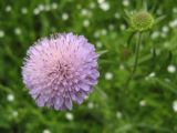 Knautia arvensis. Соцветие. Крым, Симферопольский р-н, Долгоруковская яйла. 12 июня 2011 г.