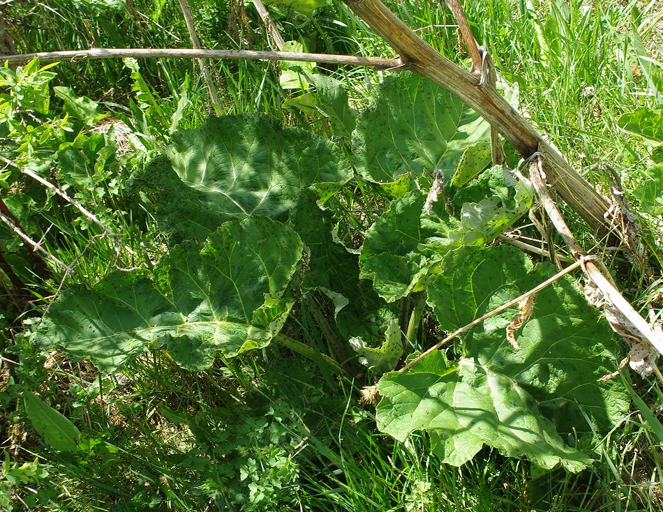 Image of Arctium leiospermum specimen.