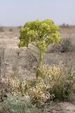 Ferula foetida. Плодоносящее растение. Таджикистан, заповедник \"Тигровая балка\". 17.04.2011.