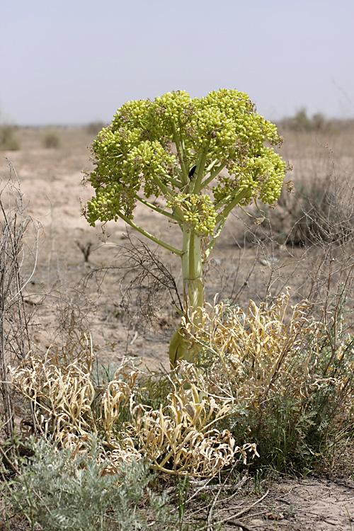 Изображение особи Ferula foetida.