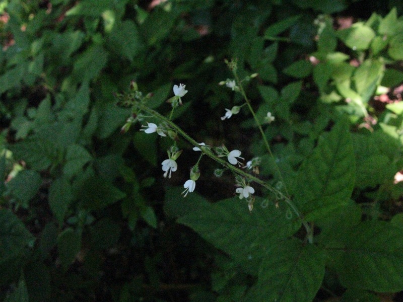 Изображение особи Circaea lutetiana.