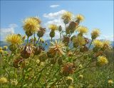 Centaurea salonitana