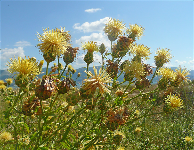 Image of Centaurea salonitana specimen.