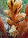 Orobanche centaurina