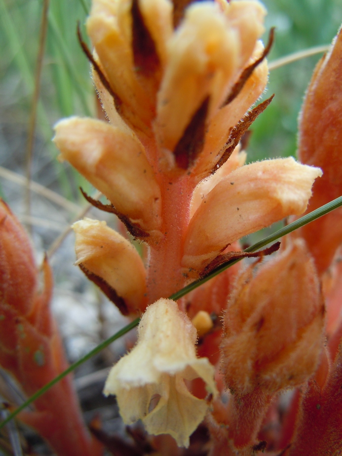 Image of Orobanche centaurina specimen.