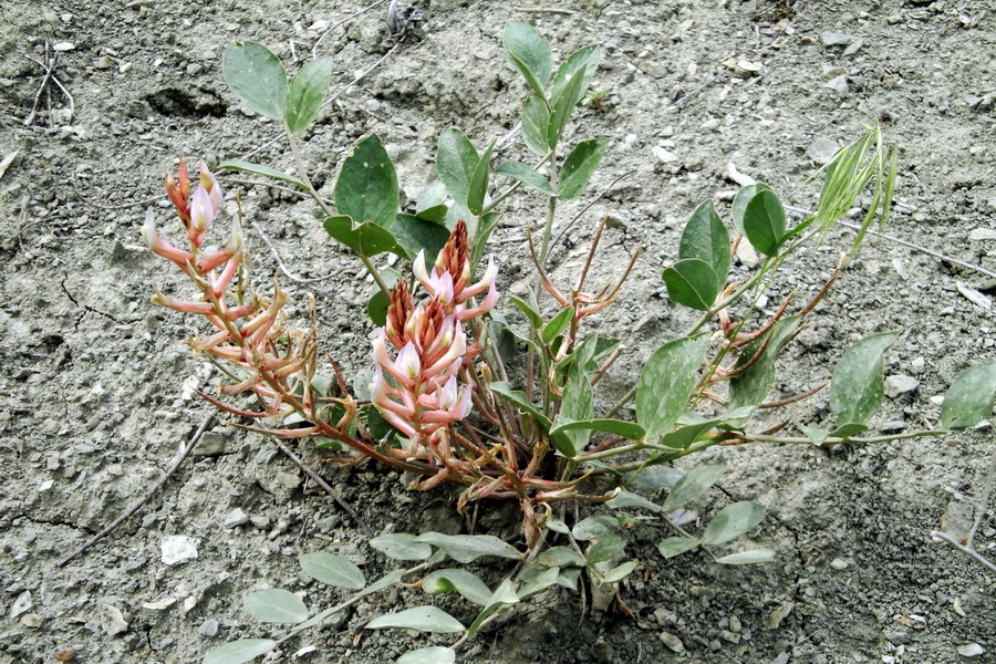 Изображение особи Astragalus choicus.