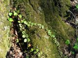 Linnaea borealis