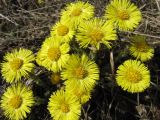 Tussilago farfara