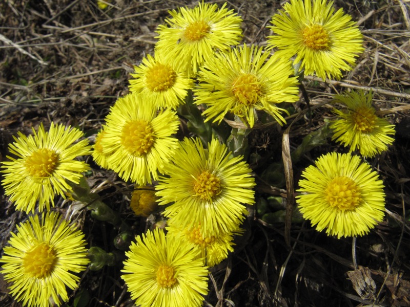 Image of Tussilago farfara specimen.