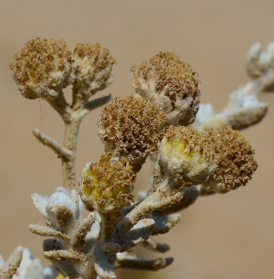 Изображение особи Otanthus maritimus.