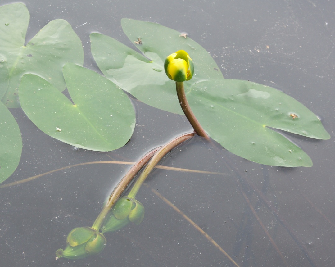 Image of Nuphar pumila specimen.