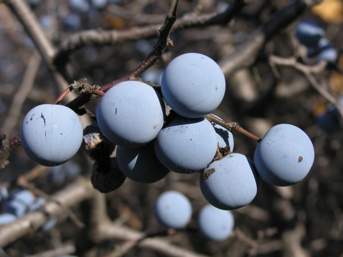 Изображение особи Prunus stepposa.