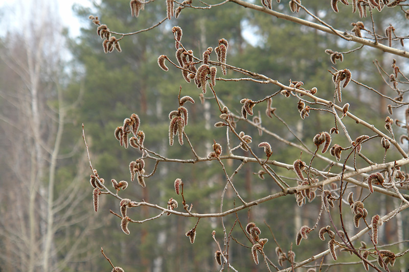 Image of Populus tremula specimen.