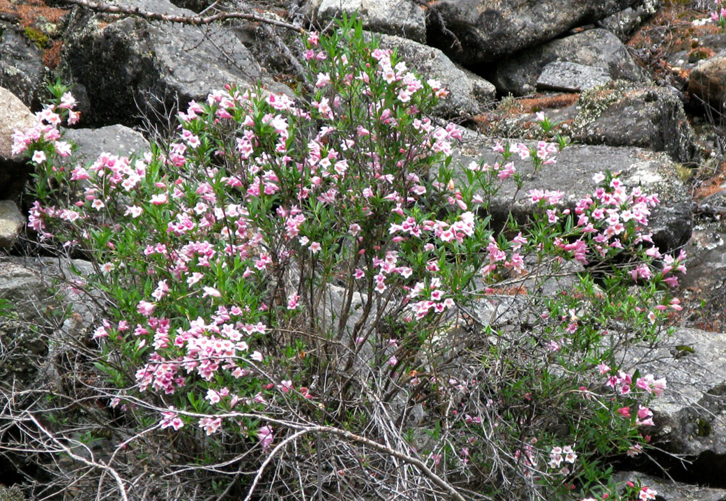 Изображение особи Weigela suavis.