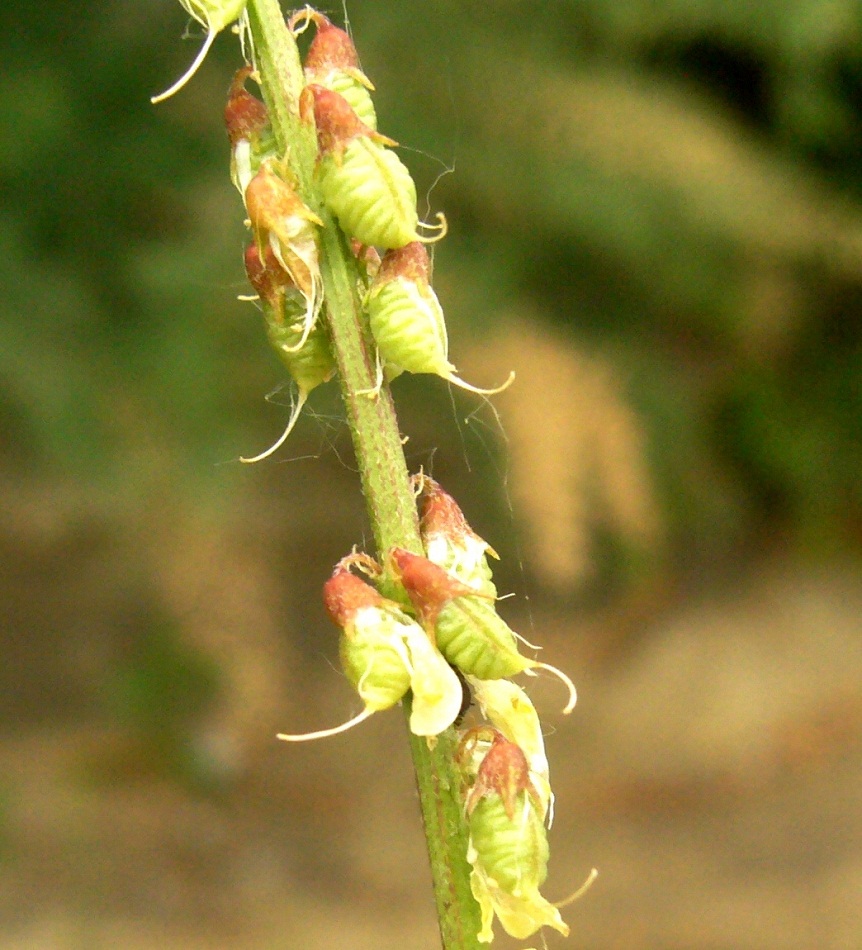 Изображение особи Melilotus officinalis.