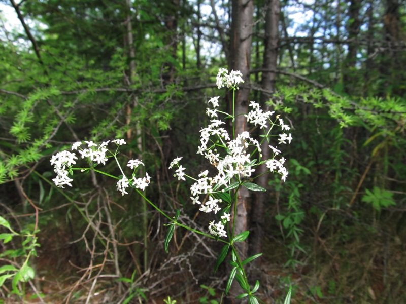 Изображение особи Galium boreale.