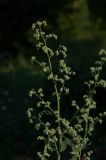 Chenopodium opulifolium