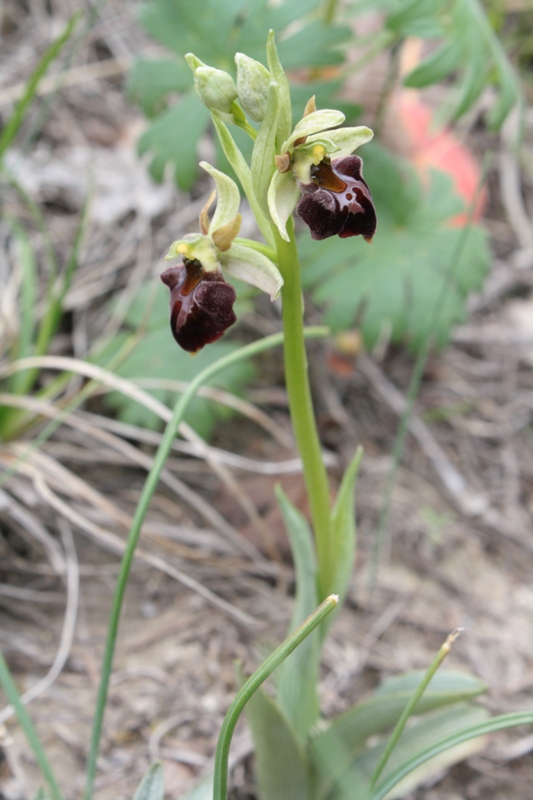 Изображение особи Ophrys mammosa ssp. caucasica.