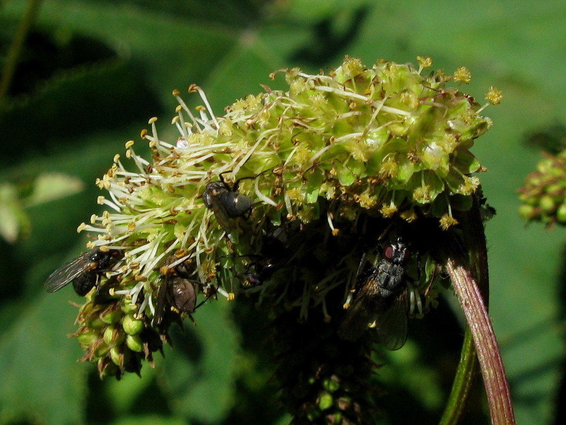 Изображение особи Sanguisorba alpina.