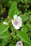 Althaea officinalis. Верхняя часть соцветия. Астраханская обл., Камызякский р-н, берег р. Гандурино у переправы возле с. Образцово-Травино. 17.08.2011.