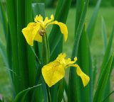 Iris pseudacorus. Цветки. Московская обл., дачный участок. 15.06.2006.