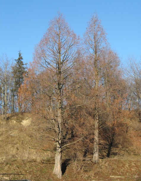 Image of Metasequoia glyptostroboides specimen.